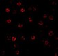 Caspase-1 Antibody